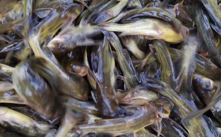 黄骨鱼是什么鱼？