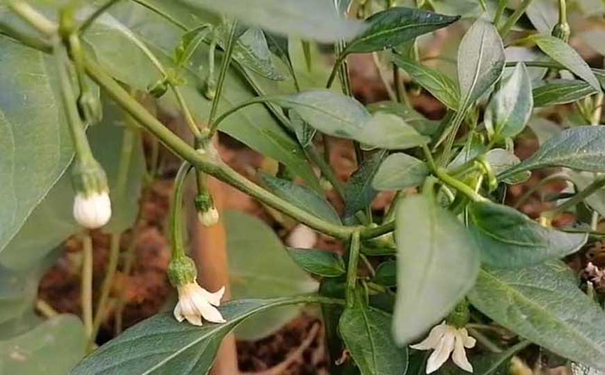 辣椒什么时候传入中国的？