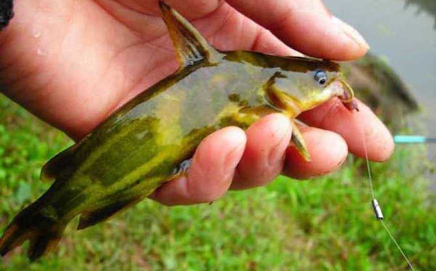 钓黄颡鱼