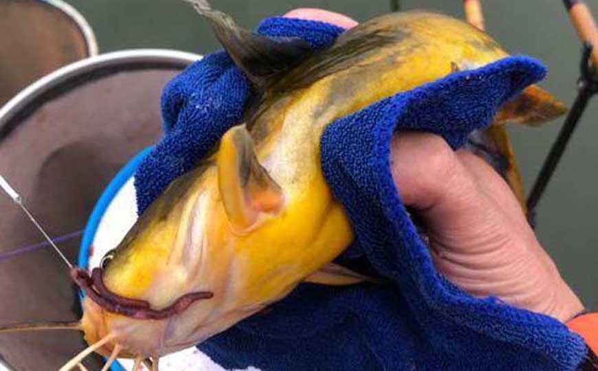 黄颡鱼价格多少钱一斤？