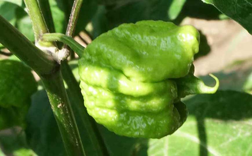 世界上最辣的十大辣椒排行榜