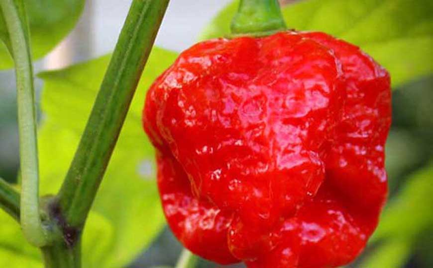 特立尼达莫鲁加蝎子