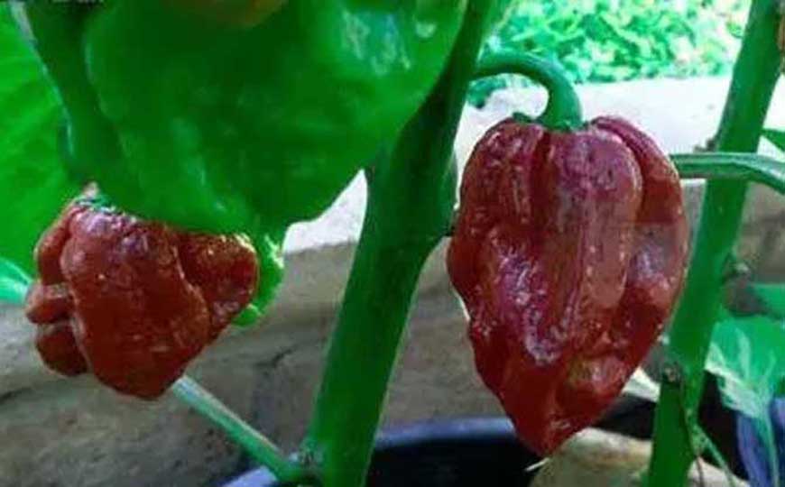 七锅杜格拉辣椒