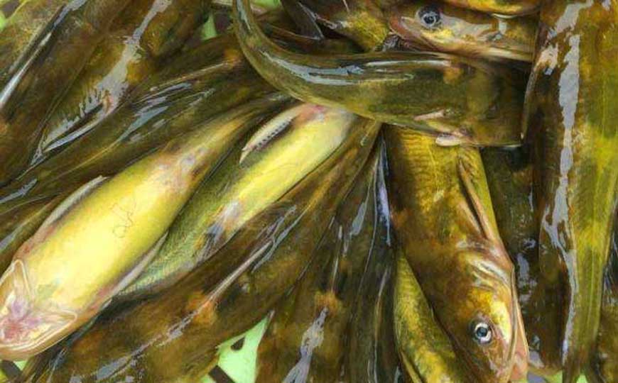 养黄骨鱼大概投资要多少钱？