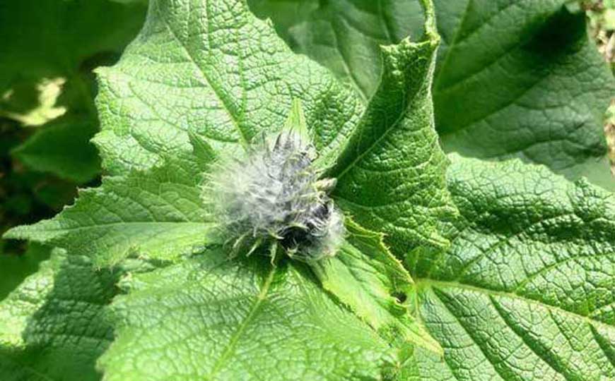 木香(云木香、广木香)