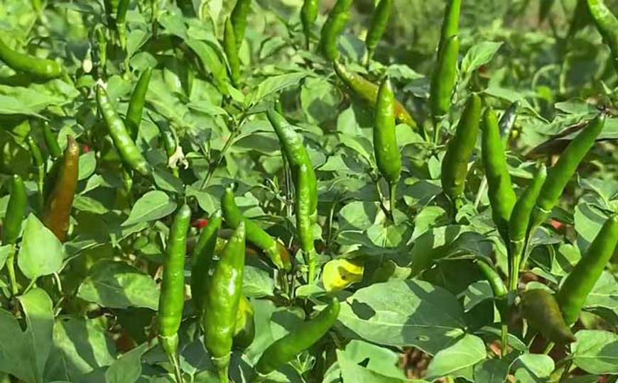 辣椒炭蛆病症状及防治方法