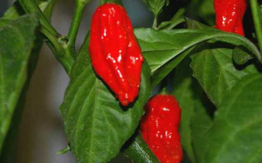 魔鬼辣椒是什么植物？