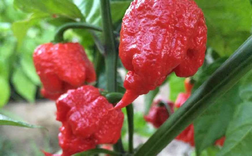 卡罗来纳死神辣椒是什么植物？