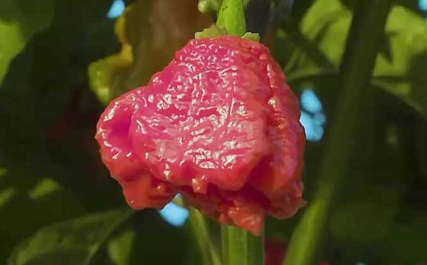 卡罗来纳死神辣椒