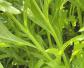 萎蒿是什么植物？