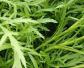 蒌蒿是什么植物？
