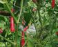 辣椒的英文怎么说？