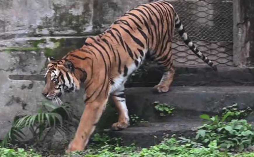 狮子和老虎谁厉害？