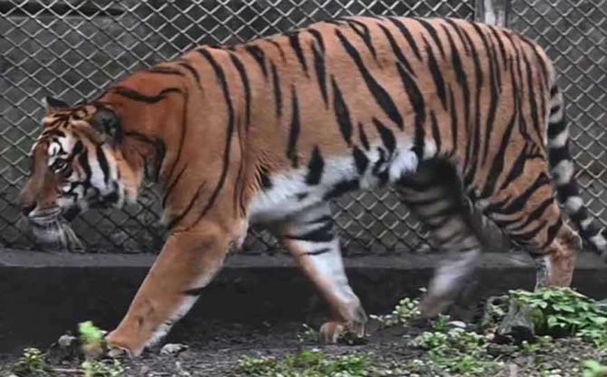 藏獒和老虎哪个厉害？