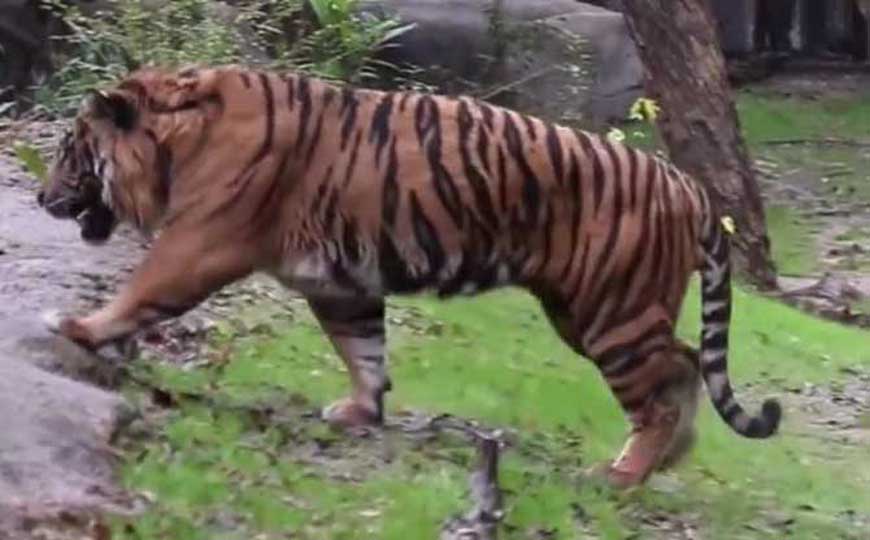 世界上最小的老虎是什么虎？