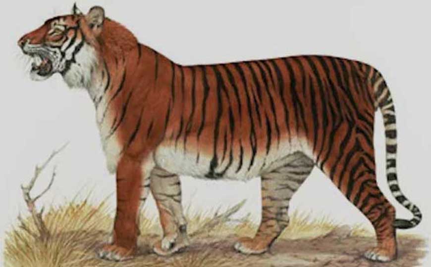 已经灭绝的四种老虎是哪四种？