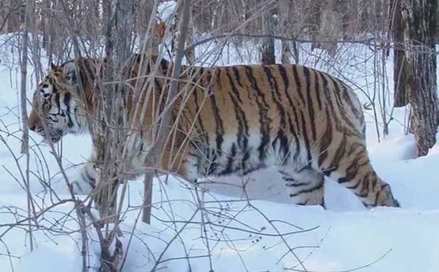 最大的老虎是什么虎？