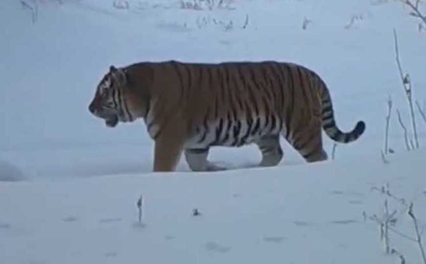 东北虎是几级保护动物？