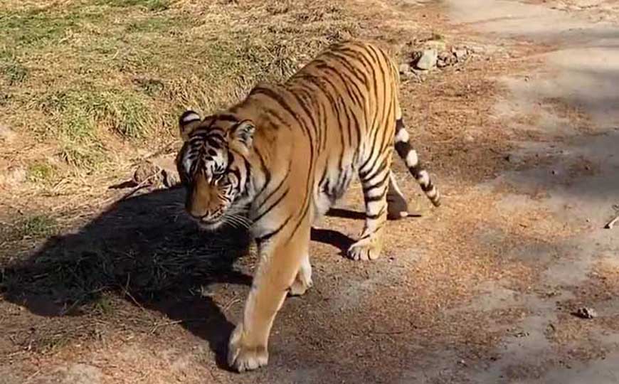 野生东北虎有多少只？