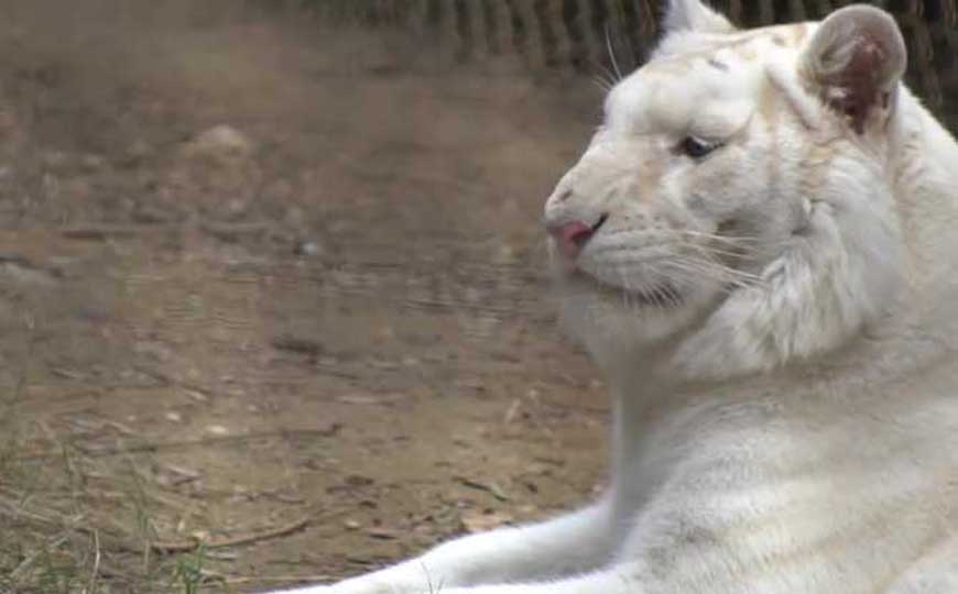 雪虎是什么动物？