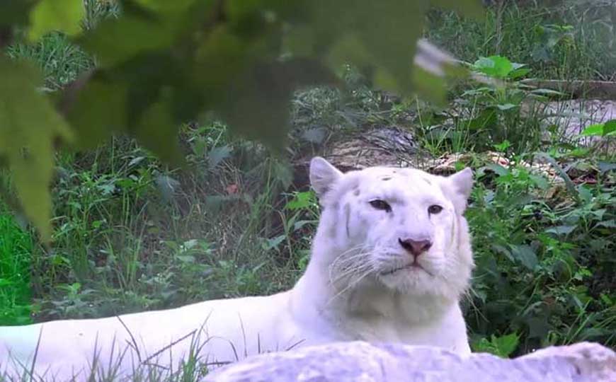 银虎是什么动物？