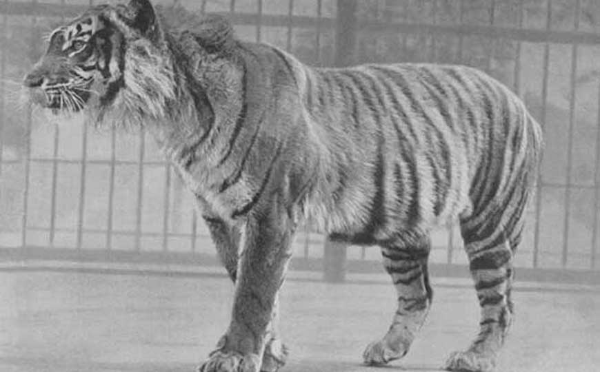 爪哇虎是什么动物？