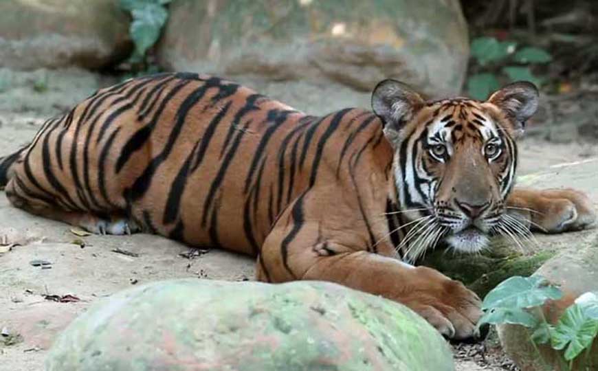 华南虎的数量有多少只？