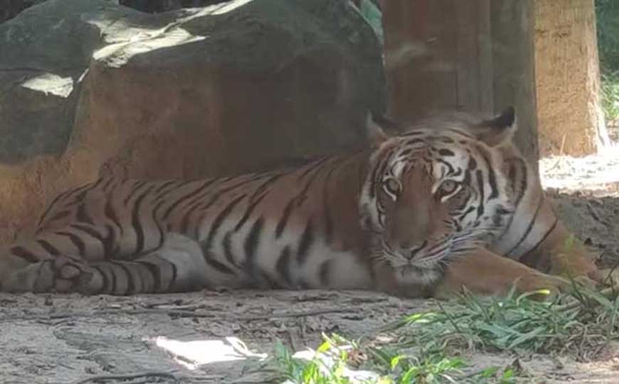 野生华南虎还存在吗？