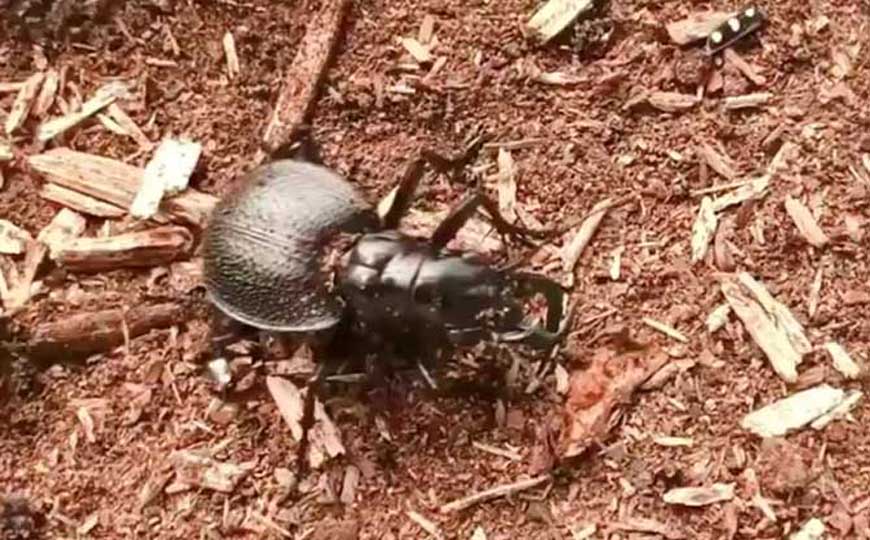 大王虎甲是什么动物？