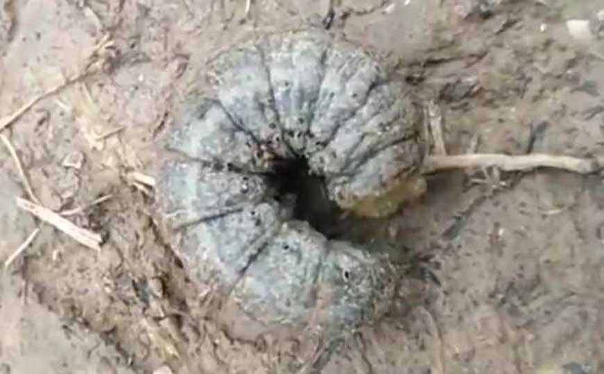 地老虎是什么动物？