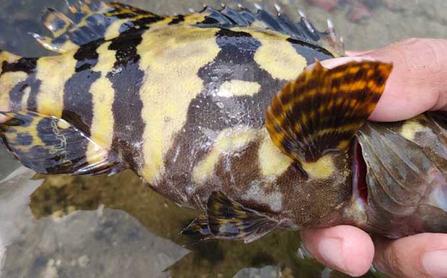 老虎斑是什么动物？