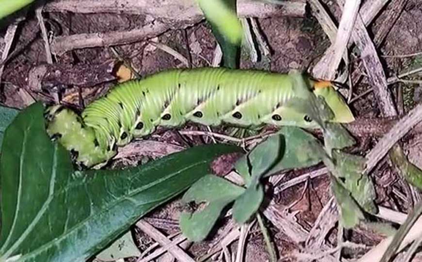 老虎虫有毒吗？