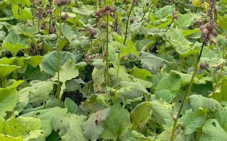 广木香是什么植物？