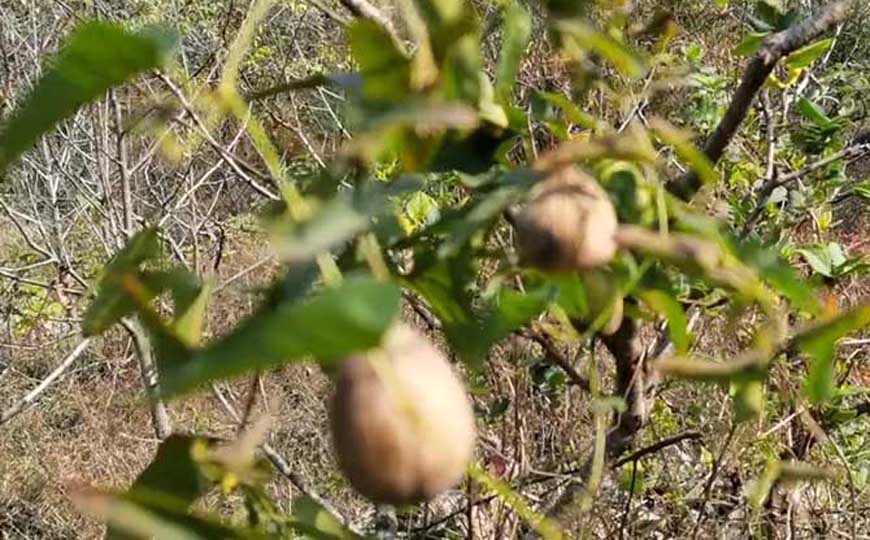 草木香是什么植物？