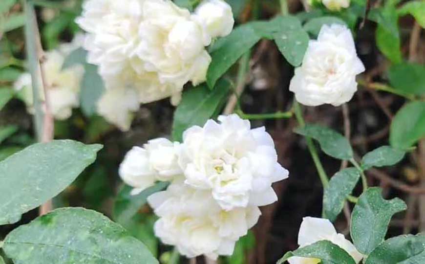 木香花是什么植物？