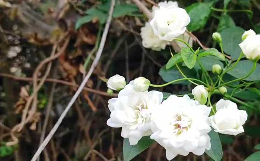 木香花为什么不能种？