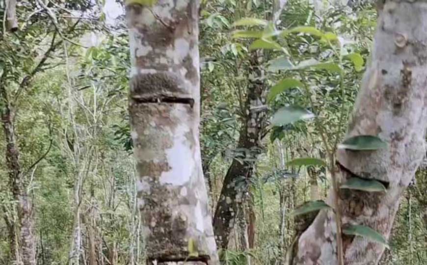 白木香是什么植物？