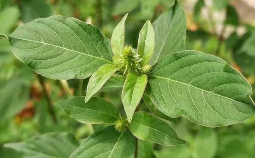 牛膝(川牛膝、怀牛膝)