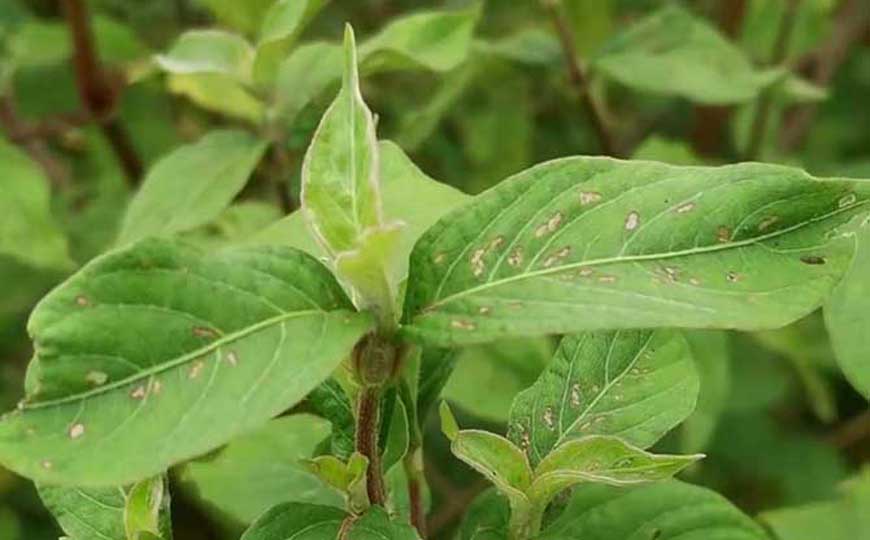 牛膝是什么植物？
