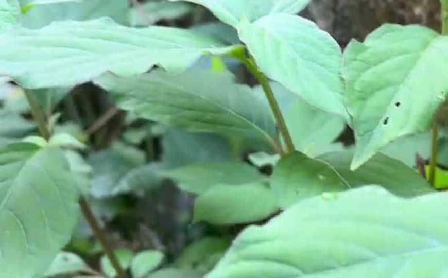 牛膝种子怎么种植？