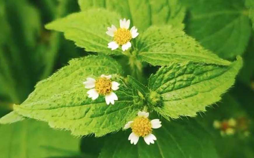 牛膝菊是什么植物？