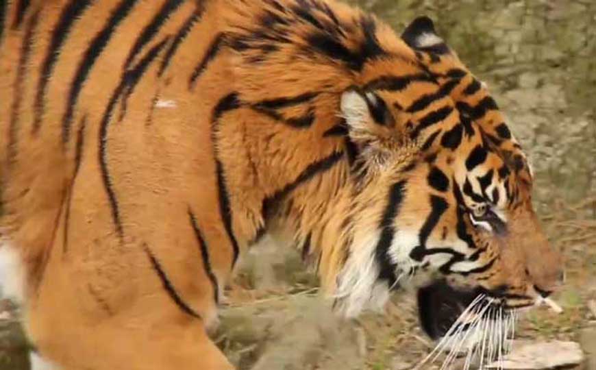 虎(老虎、大虫)