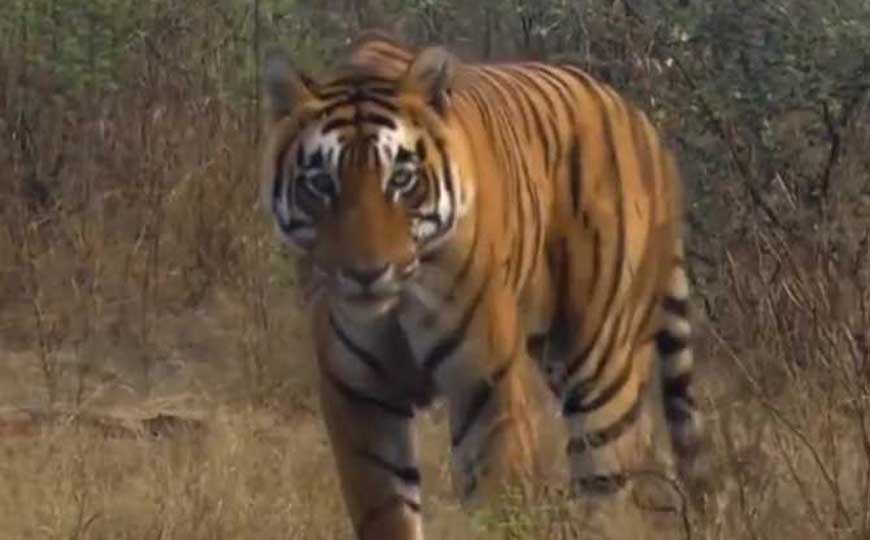 老虎是什么动物？