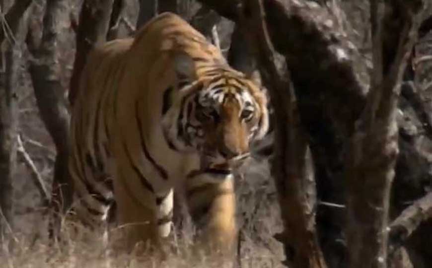 老虎的由来和进化历程？