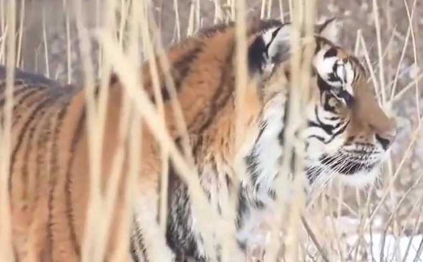 老虎能打败霸王龙吗？