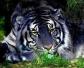 黑虎是什么动物？
