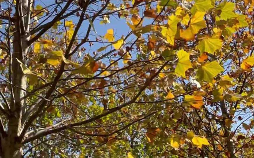 秋老虎是什么意思？