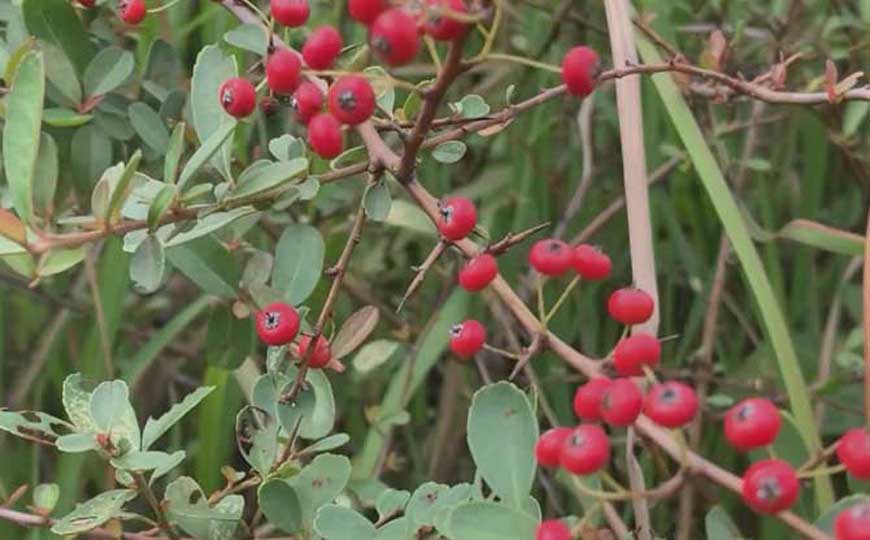 秋老虎一般发生在什么时候？