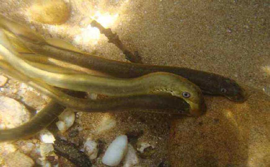 八目鳗是什么动物？