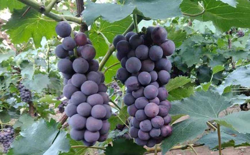 葡萄(提子、蒲陶)